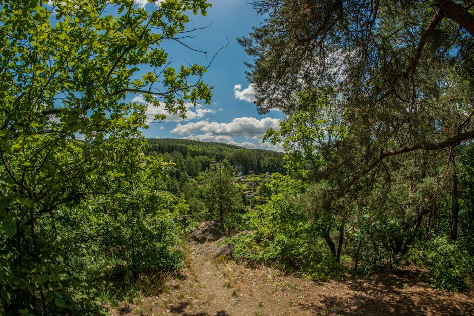 Explore a scenic forest path offering a stunning view of the valley under a bright summer sky.